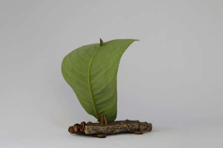 raft-with-leavesの写真素材