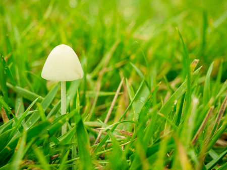 Mushroom in the Foggy Morningの写真素材