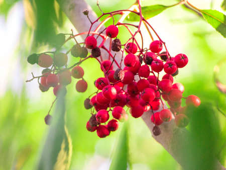 The Little Red Fruits in Springの写真素材