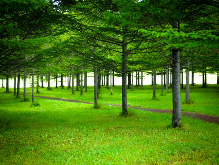 The Tree alignmentの写真素材