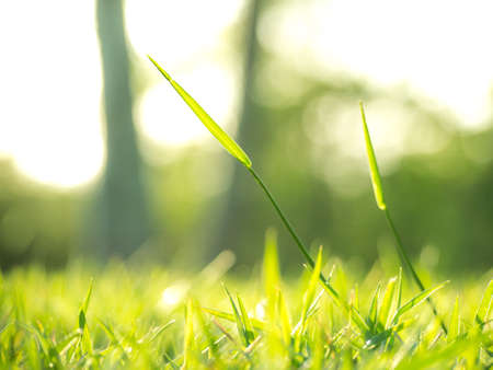 The grass is shining under the morning sun lightの写真素材