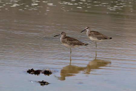 The Willet on the Water at Malibu Beach in Augustの写真素材