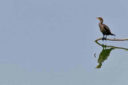 The Double-Crested Cormorant on the Water at Malibu Beach in Augustの写真素材