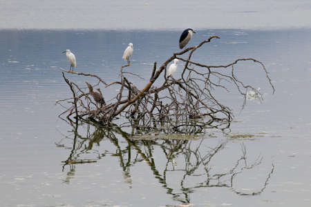 The Black-Crowned Night Heron and the Snowy Egret at Malibu Beach in Augustの写真素材