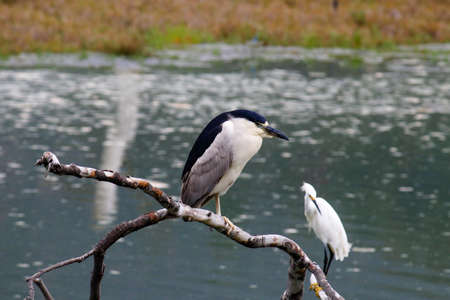 The Black-Crowned Night Heron and the Snowy Egret at Malibu Beach in Augustの写真素材