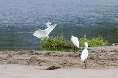 The Snowy Egret by the Water at Malibu Beach in Augustの写真素材
