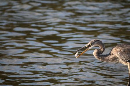 The Great Blue Heron is Fishing at Malibu Lagoonの写真素材