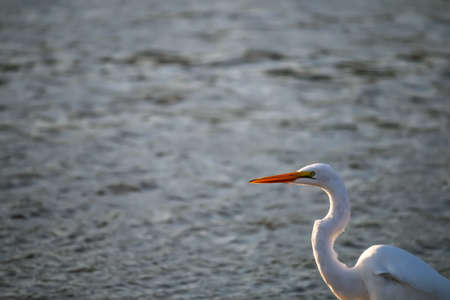 The Great Egret at Malibu Lagoon in Septemberの写真素材