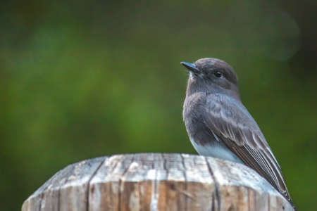 The Wild Black Phoebe Perching on the Wooden Poleの写真素材