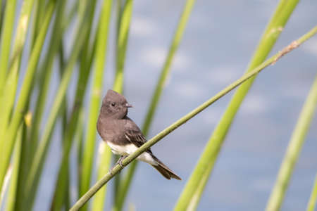 The Wild Black Phoebe Perching on the Grasses at Malibu