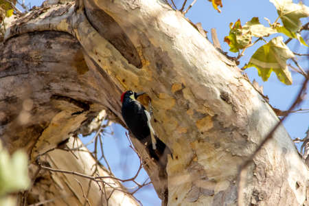 The Acorn Woodpicker Picking Tree Trunk for Acornの写真素材