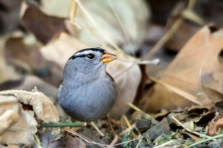 The White-Crowned Sparrow Singing on the Ground in Autumnの写真素材