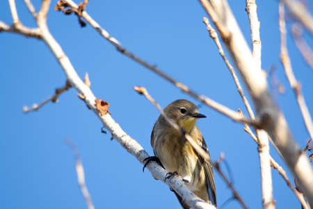 The Female Yellow-rumped Warbler Perching on the Treeの写真素材