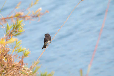 The Wild Black Phoebe Perching on the Grasses at Malibuの写真素材