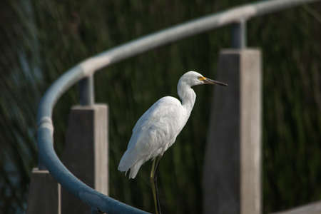 The Snowy Egret is Fishing at Malibu Lagoonの写真素材