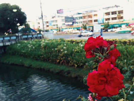 Red is the color of flowersの素材