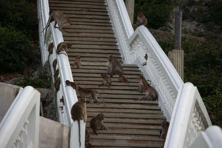 Monkey mountainの写真素材