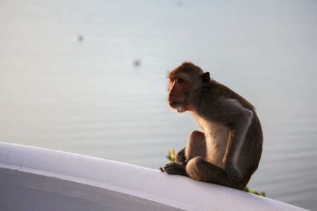 Monkey mountain