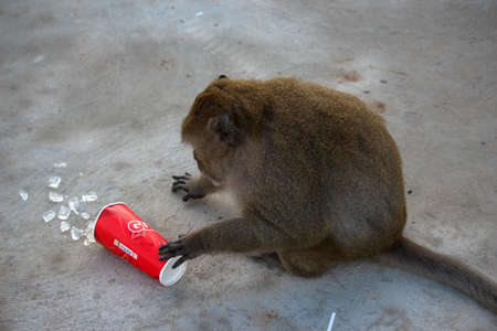 Monkey mountain