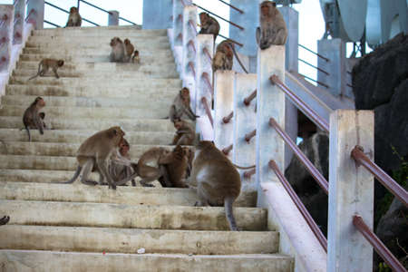 Monkey mountainの写真素材