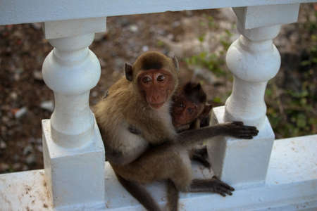 Monkey mountain