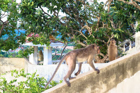 Monkey mountainの写真素材