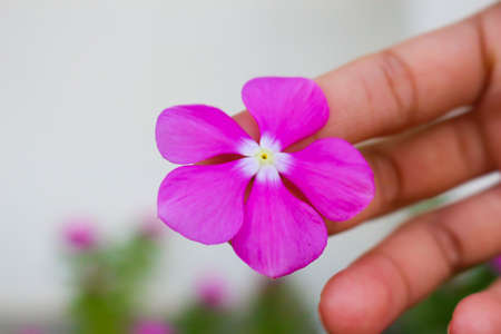 hand my love in flowerの写真素材
