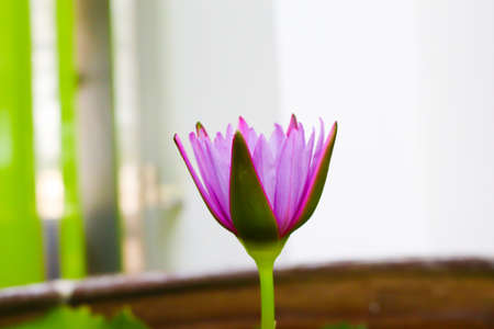 lotus itの写真素材