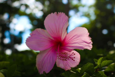 flower dayの写真素材