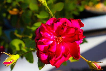 flower in my eyeの写真素材