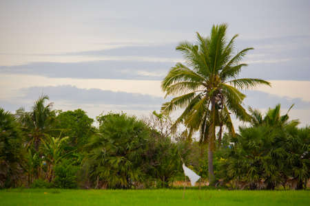 background sky and natureの写真素材