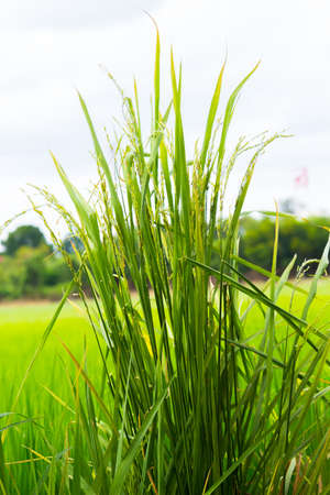 sky background and rice in natureの写真素材