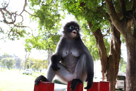 monkey ape in asia dayの写真素材