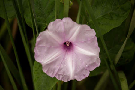 flower white garden in asiaの写真素材