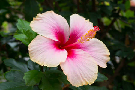 chaba flower in asia at thailandの写真素材