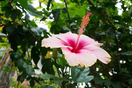 chaba flower in asia at thailandの写真素材