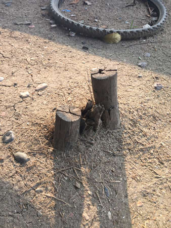 Wood in the sunの素材