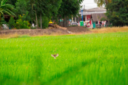 bird in natureの写真素材