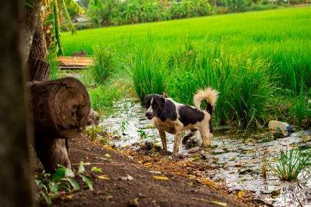The dog it alone
