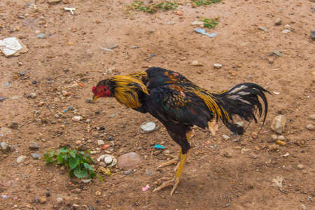 chichen in fieldの写真素材