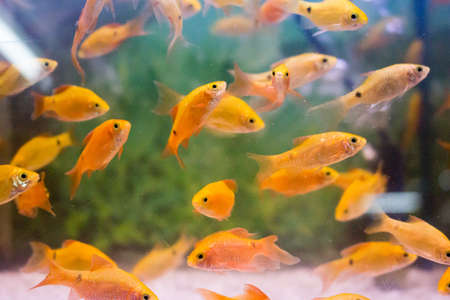 aquarium beautiful fishの写真素材