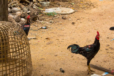 chichen in field at asiaの写真素材