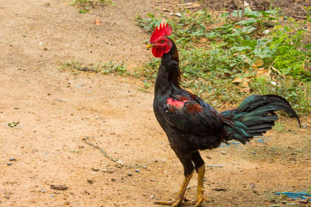 chichen in field at asiaの写真素材