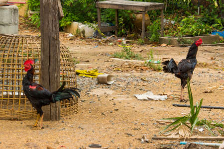 chichen in field at asiaの写真素材