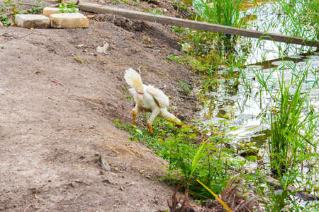 in the farmの写真素材