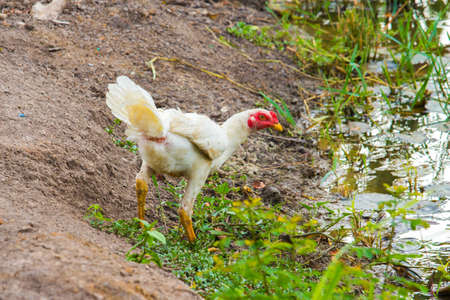 in the farmの写真素材