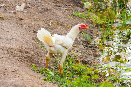 in the farmの写真素材