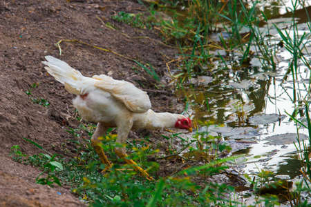 in the farmの写真素材