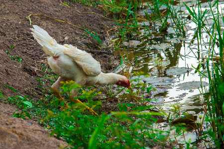 in the farmの写真素材