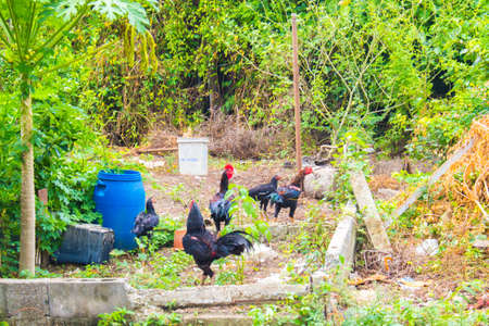 in the farmの写真素材